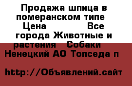 Продажа шпица в померанском типе › Цена ­ 20 000 - Все города Животные и растения » Собаки   . Ненецкий АО,Топседа п.